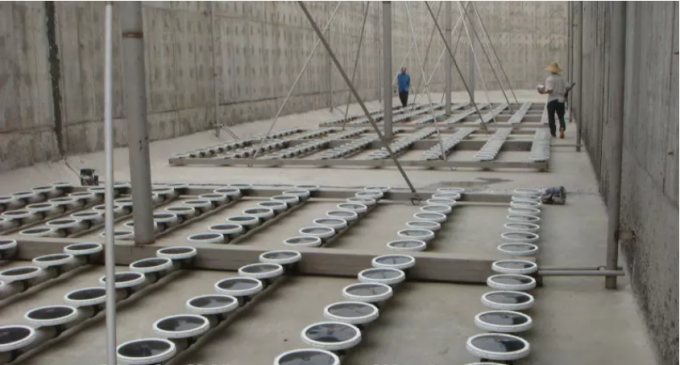 แผ่นกระจายฟองแบบแผ่นเมมเบรน EPDM / ซิลิโคนสำหรับการเพาะเลี้ยงปลาน้ำ 1
